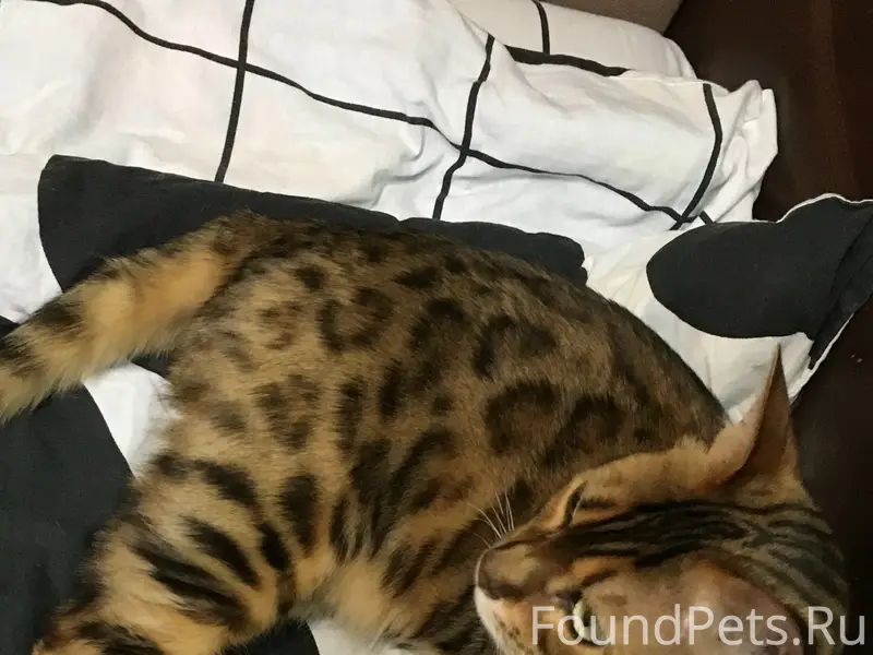 Пропал бенгальский кот, Глухово