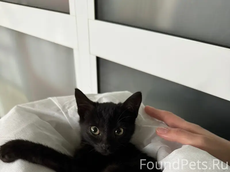 Найден котёнок, ждёт любящих родителей