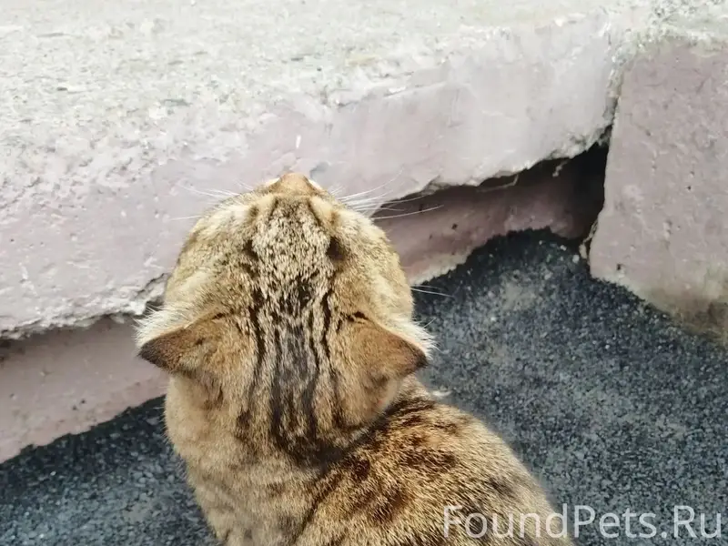 Найдена кошка, Степан Разина 5