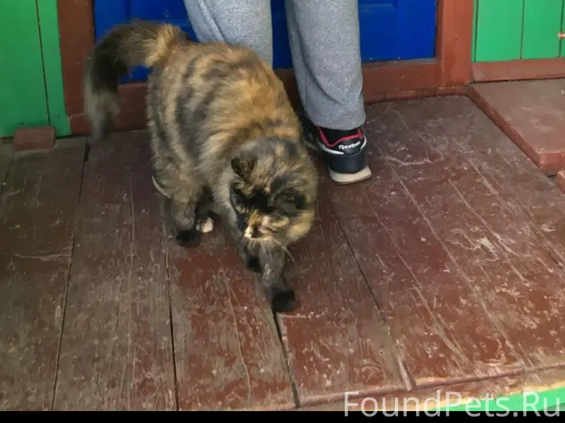 Пропала кошка