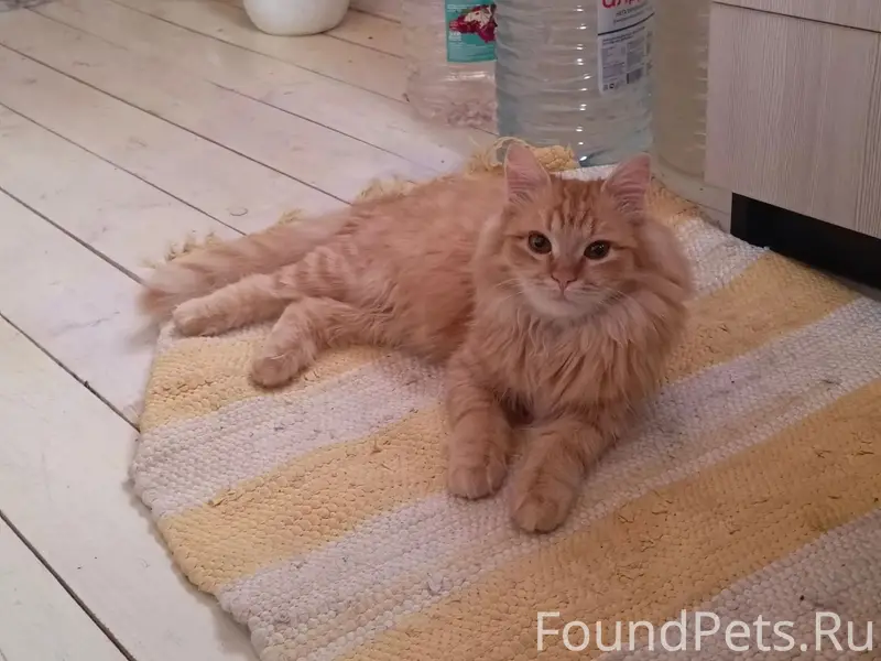Пропал рыжий кот, Луговой