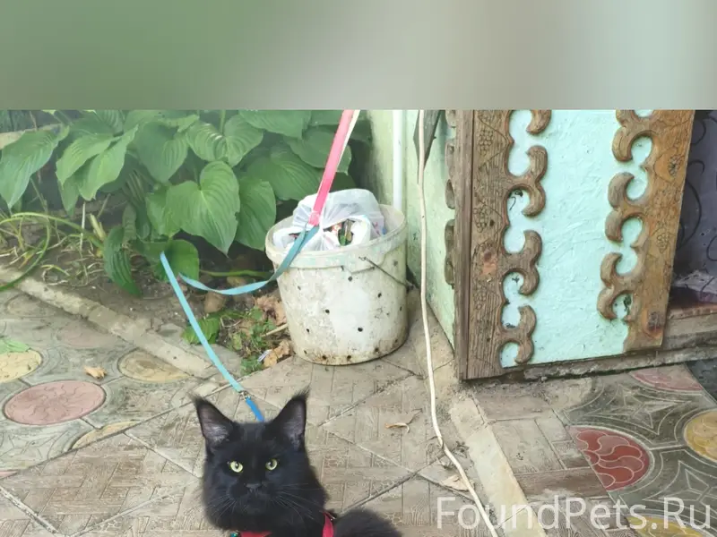 Пропал кот