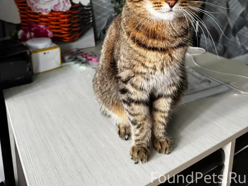 Пропал кот, Д. Села (паскотинское поле)