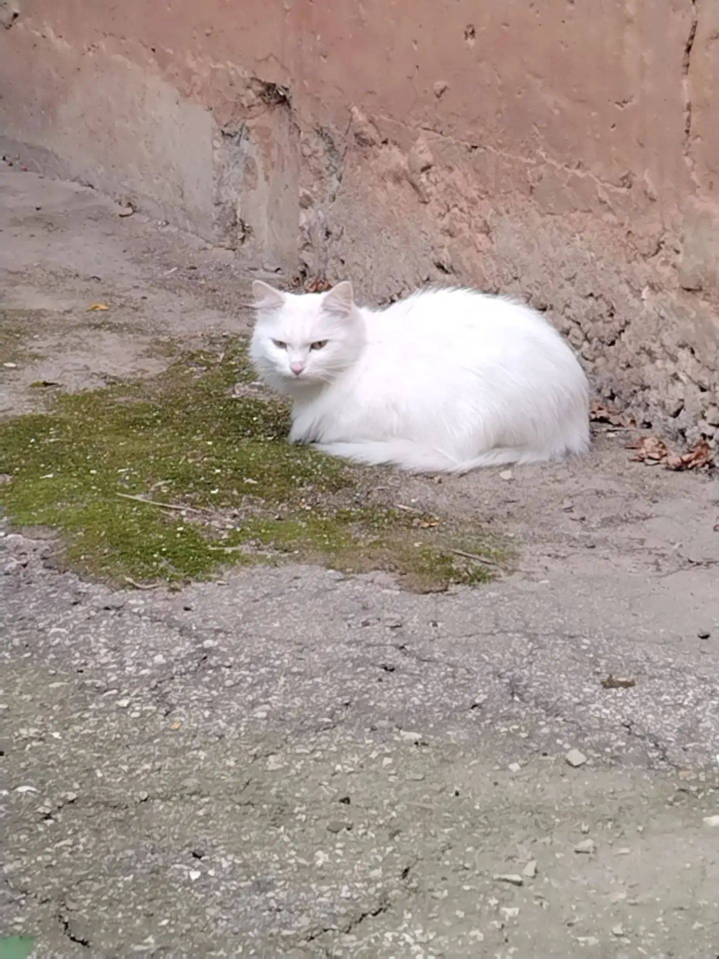 Найдена кошка
