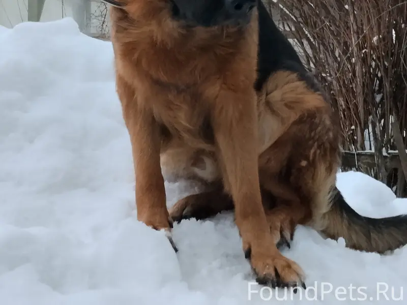Пропал Джек, собака