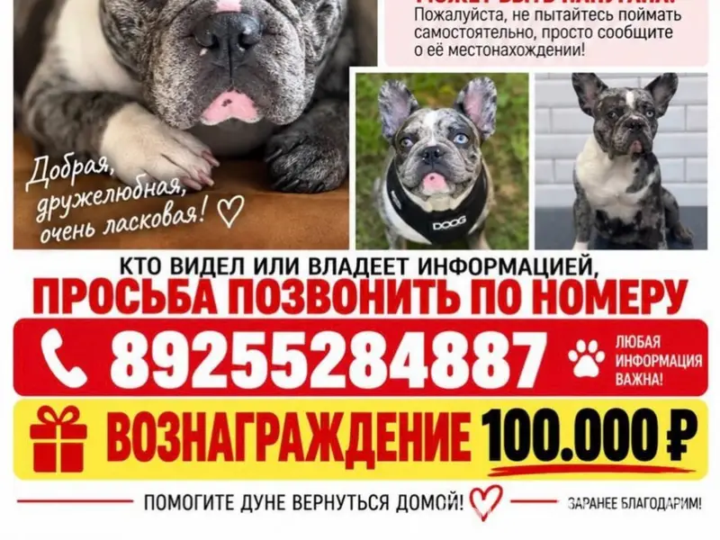 Пропала собака, вблизи поселка Поварово, Солнечногорск