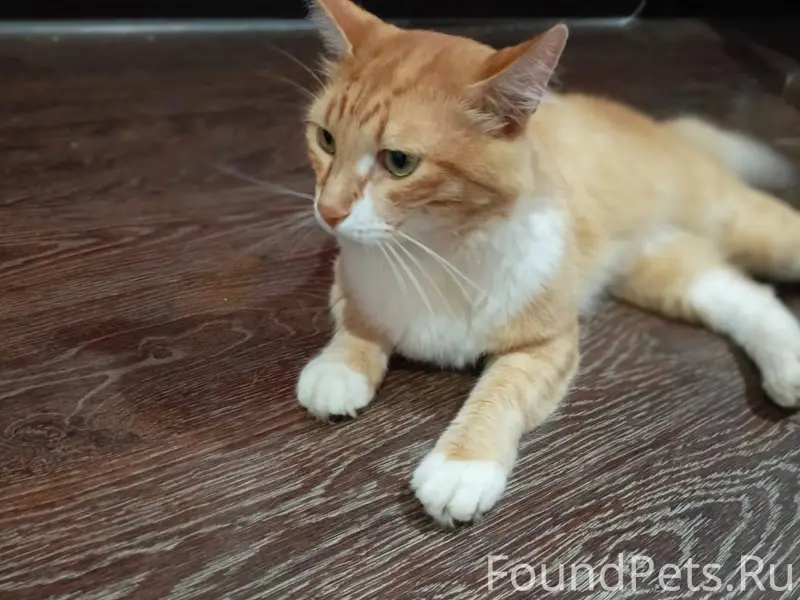 Пропал кот Кеша, Уфимский район