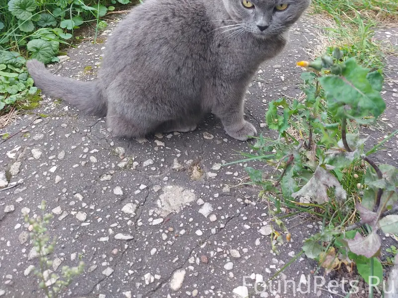 Найден кот, Сормовский район