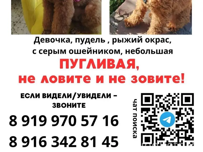 Пропала собака, СВАО