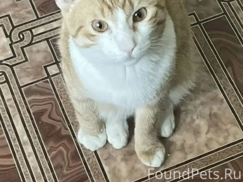 Пропал кот Сынок, район хитрого рынка
