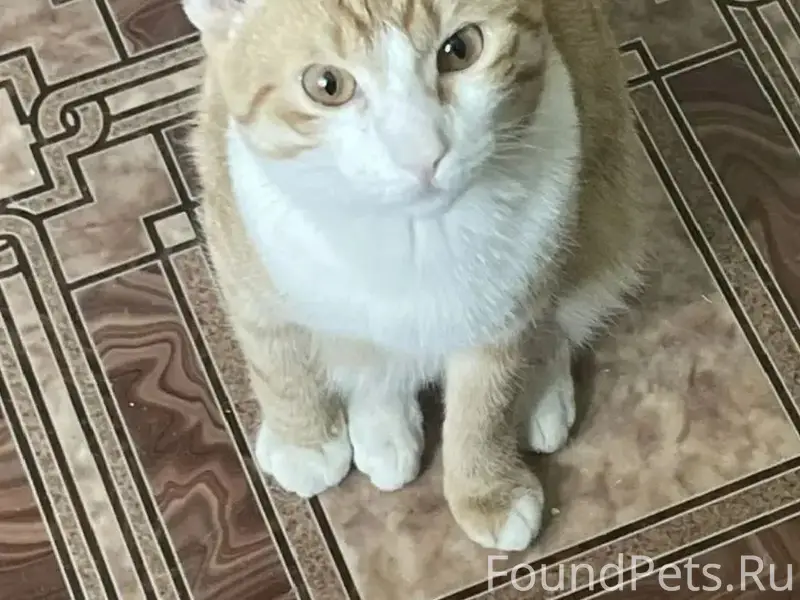 Пропал кот Сынок, район хитрого рынка