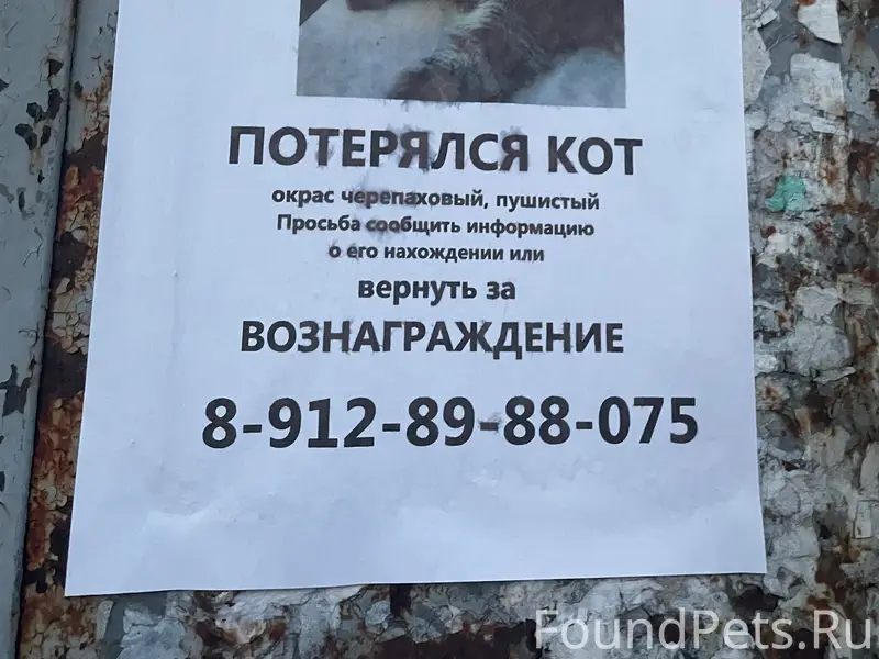 Пропал кот Пика, район ЧТЗ