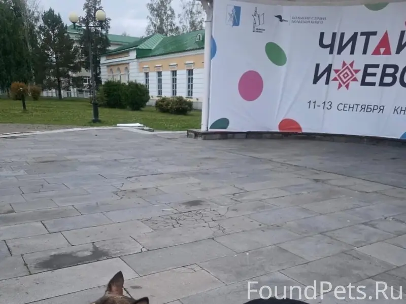 Пропала собака, видели на Коммунаров, Кирова