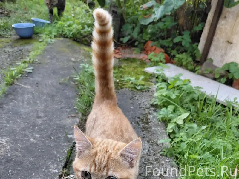 Пропал котёнок Рыжик, СНТ