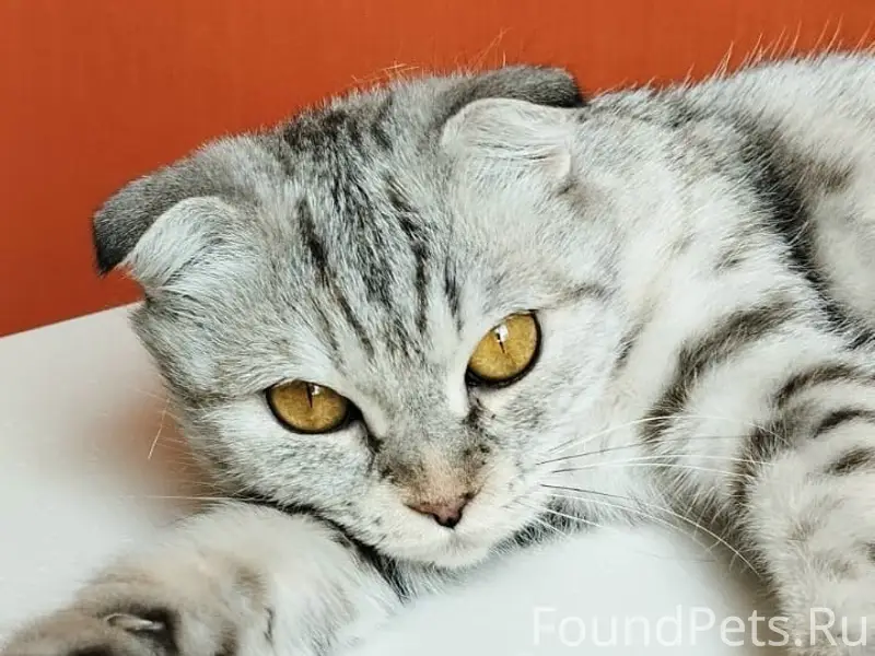 Найдена кошка, г. Волгоград
