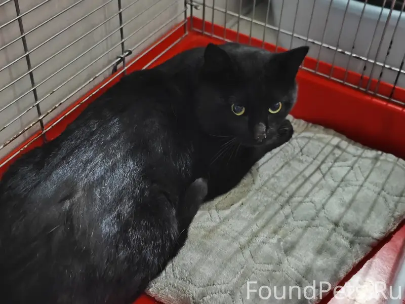 Найден молодой котик, Шувалова, 22