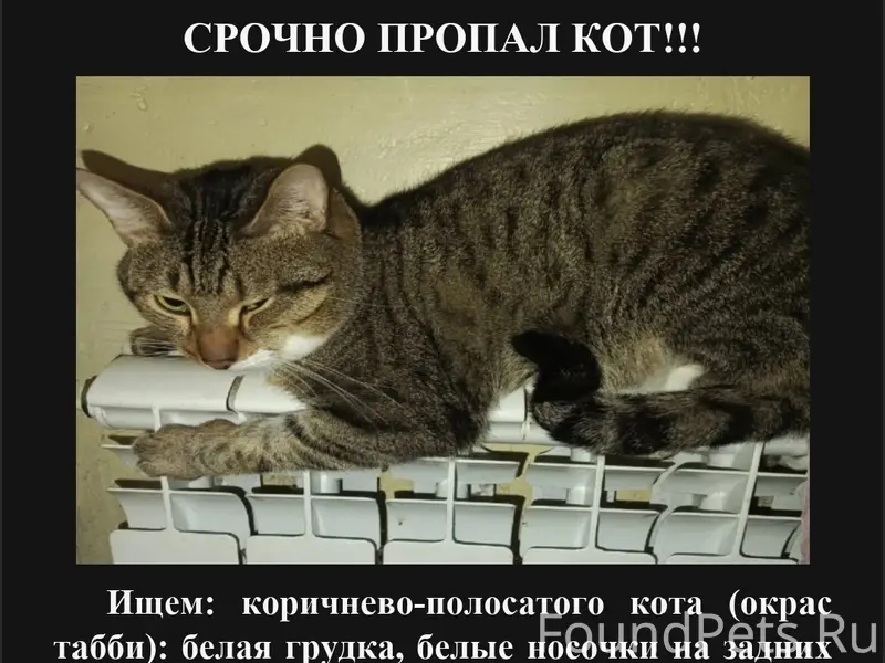 Пропал кот, Приокский район