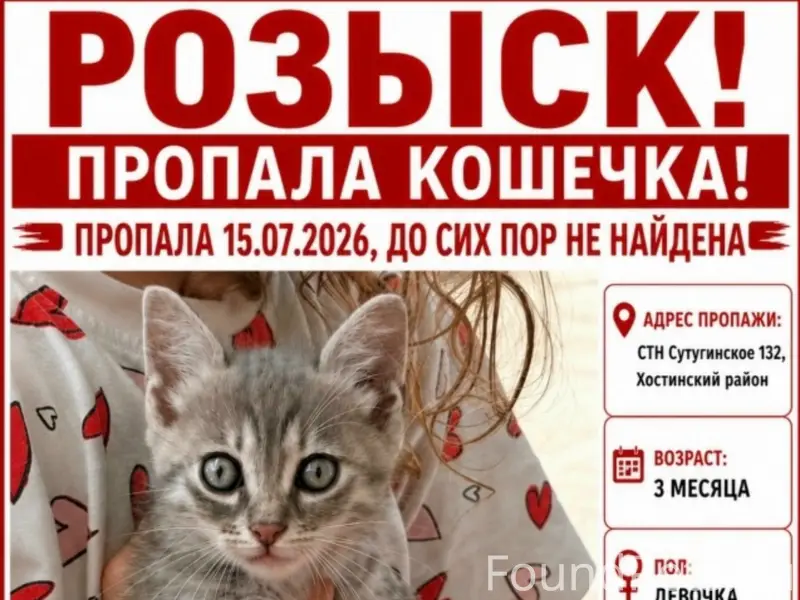 Пропала кошка Принцесса, Сочи, снт Сутугинское