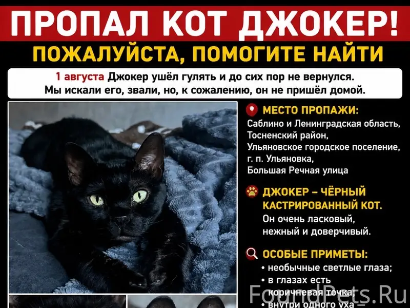 Пропал чёрный кот Джокер, Саблино и Ленинградская область
