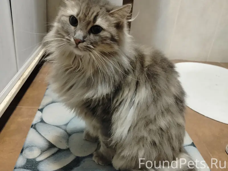 Пропала кошка, Голубая Бухта, СНТ Сатурн