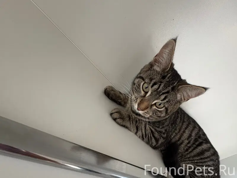 Пропал котик Малыш, район Лесхоза