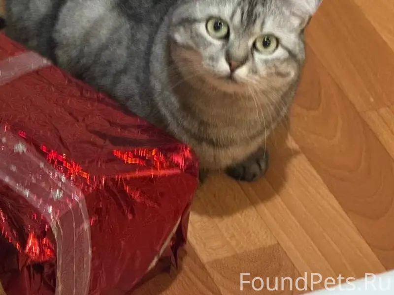 Пропала серая кошка Мыша, район Растопчина 17