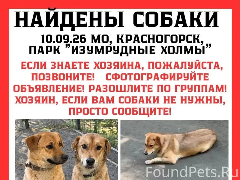 Найдены собаки Кнопа и Агата, Красногорск