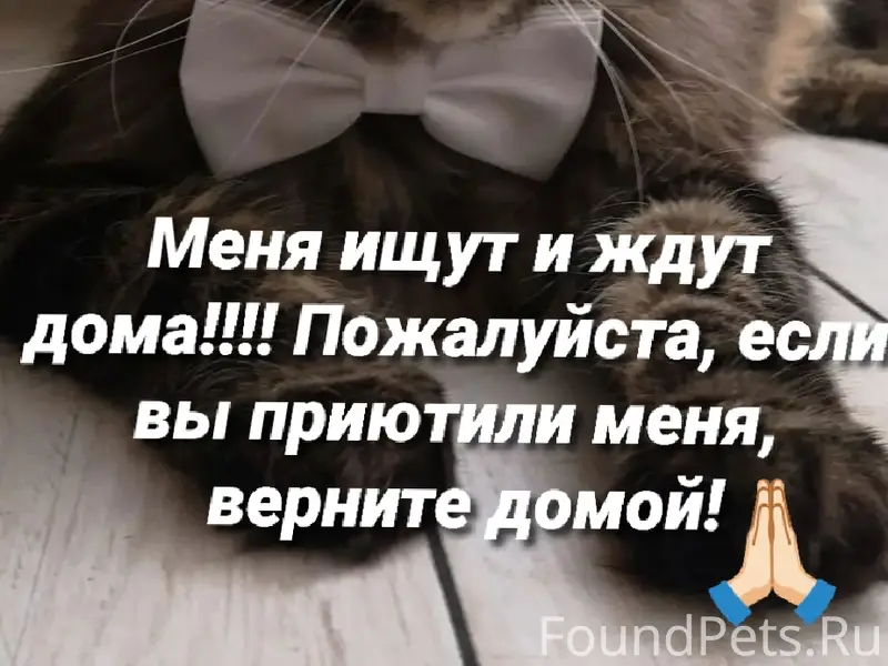 Пропал наш любимый кот, мы правда его очень ищем, он обычно ни кому не даёт к себе приблизиться, прошу, посмотрите может у кого-то появился кот неожиданно, или на улице заметили