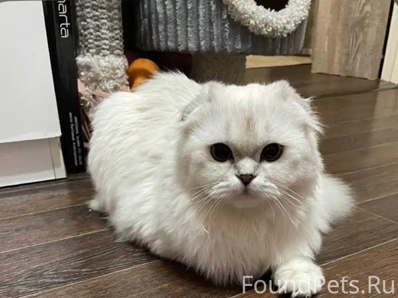 Пропал вислоухий кот, Орехово-Зуево