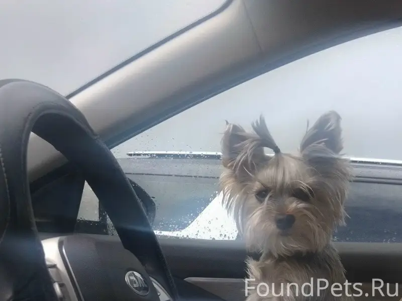 Пропала собака Дуся