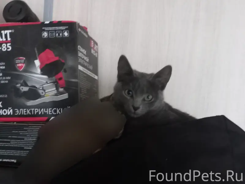 Пропала кошка, серая с белым пятном