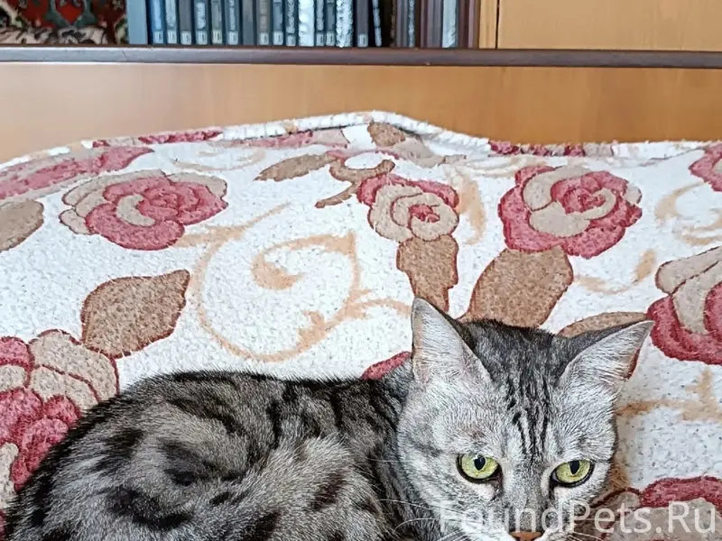 Пропала кошка, Большой бульвар, 6