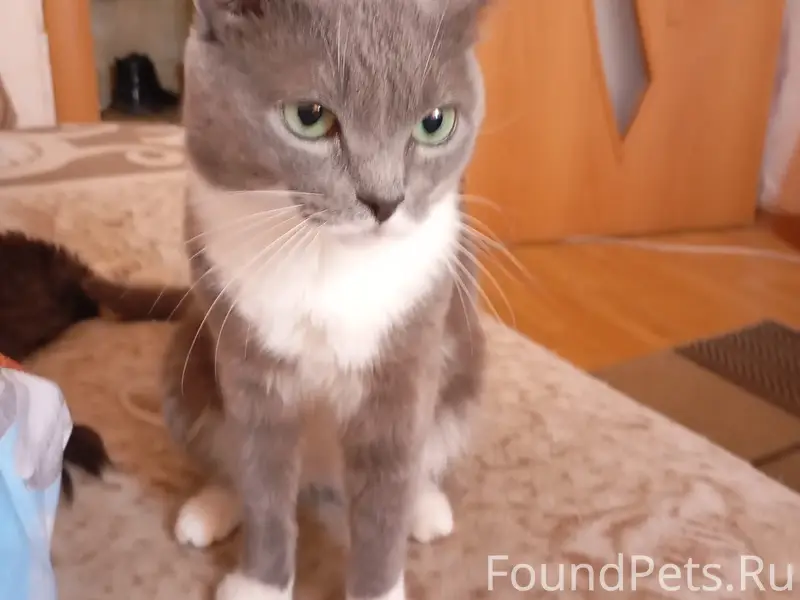 Найден кот Барсик