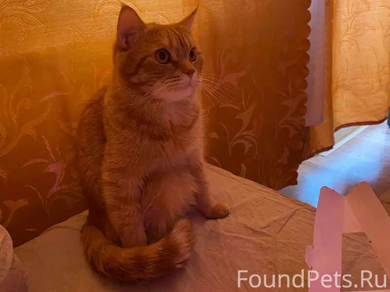 Пропал рыжий кот Персик, район зелёного рынка