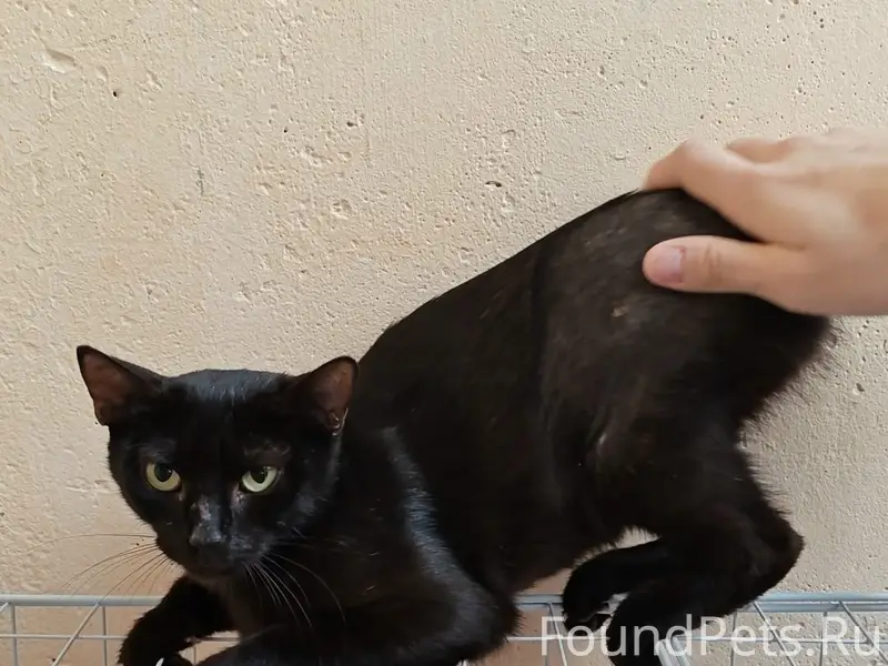 Пропала кошка, улица Тропинина