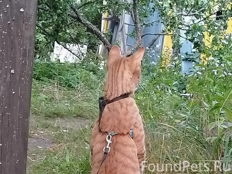 Пропал кот Фёдор