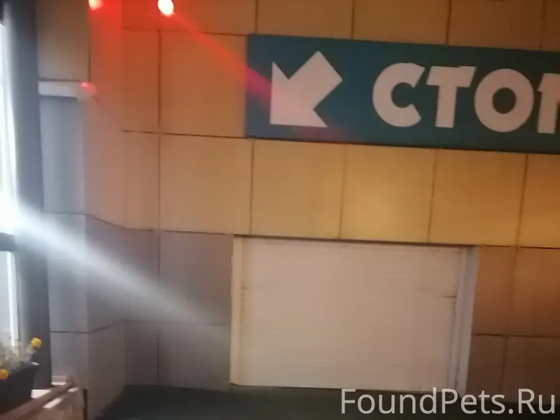 Найден Чёрный кот с белой грудкой