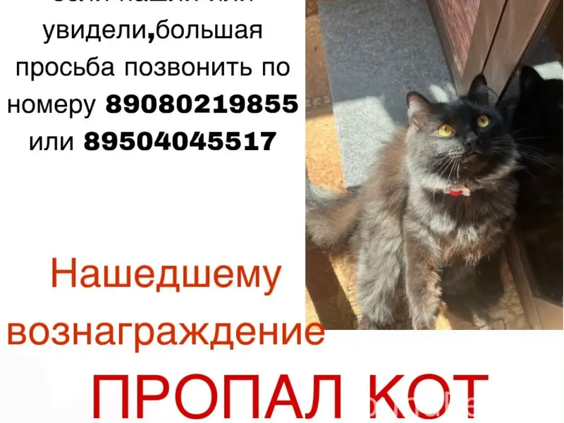 Пропал кот, Николаевка