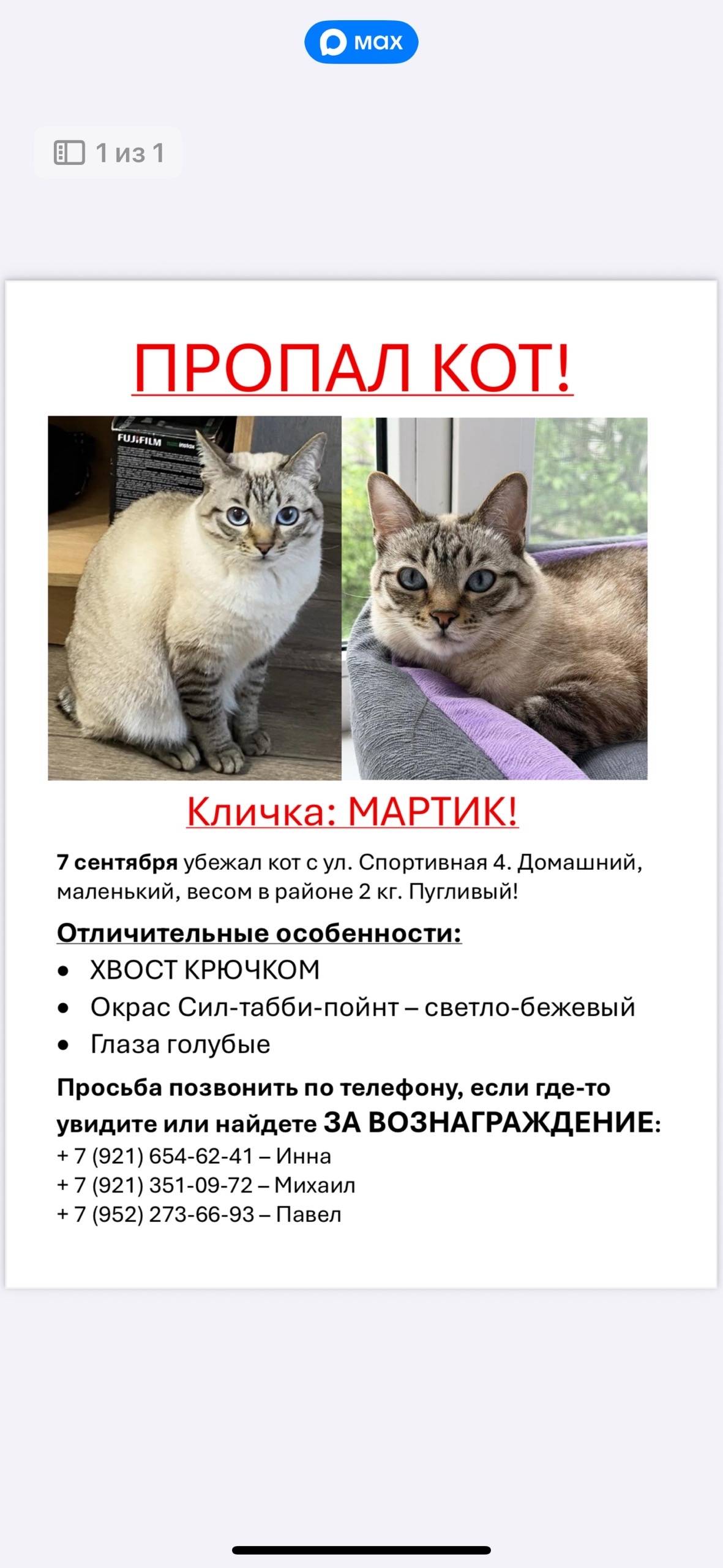 Пропал кот, бежевый с полосками, Выборг