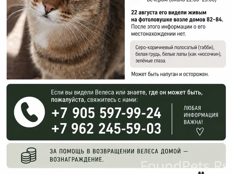 Пропал кот Велес, д. Вины, Крестецкий округ