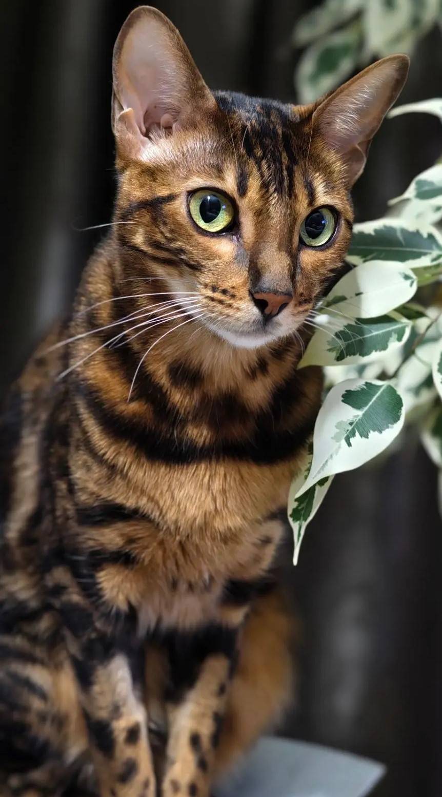 Пропала Бенгальская кошка