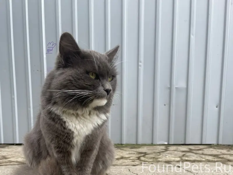Найден котик Лунтик, Чмз