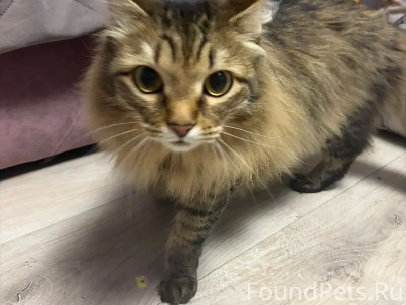 Найдена кошка, небольшая и ласковая