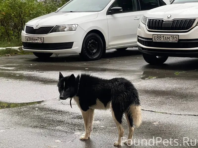 Найден пёс, мальчик, с ошейником