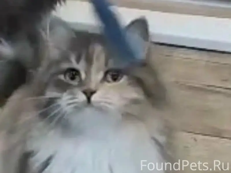 Пропала кошка, Лямцино