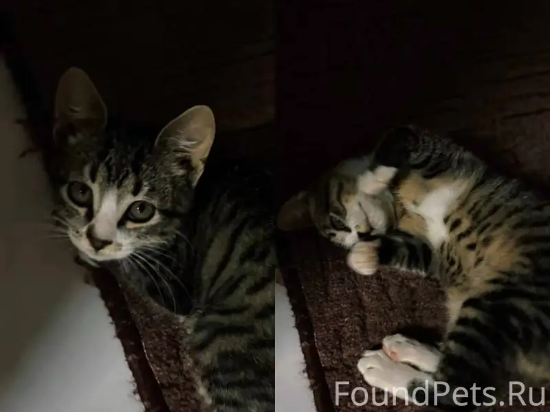 Пропал котёнок Сеня, Сенька