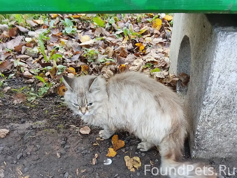 Найдена кошка, парк
