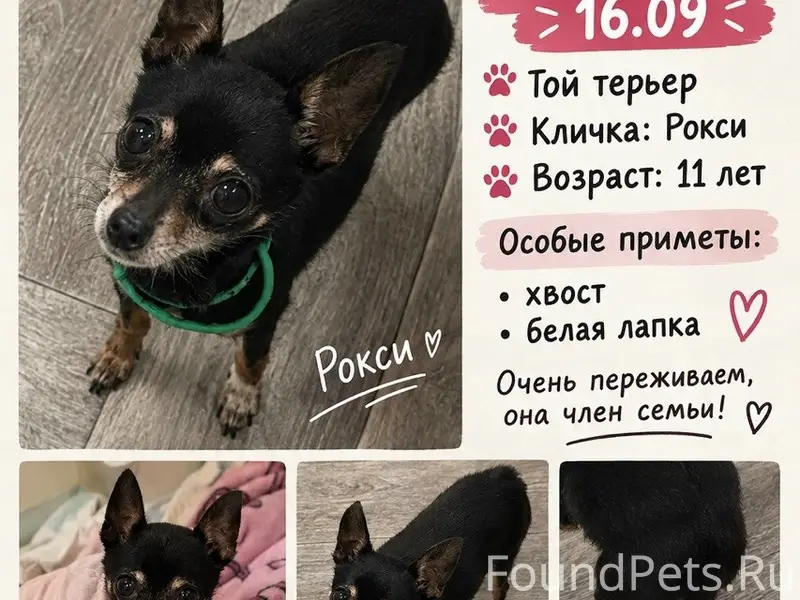 Пропала мини той, Кузьминки