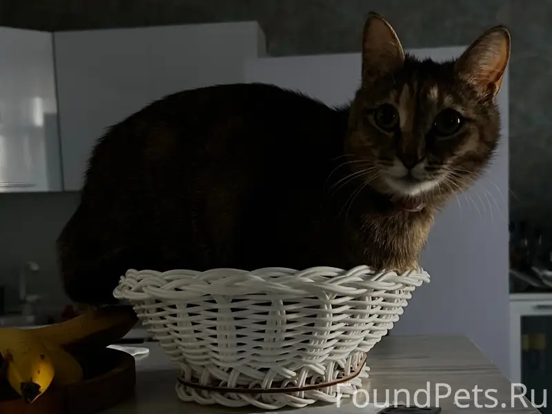 Пропала кошка Молли, Центр, заречная часть