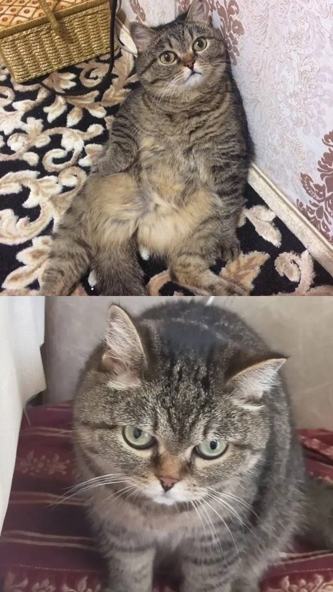 Пропала кошечка